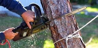 Best Tree Preservation Services  in Menard, TX