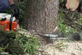 How Our Tree Care Process Works  in  Menard, TX