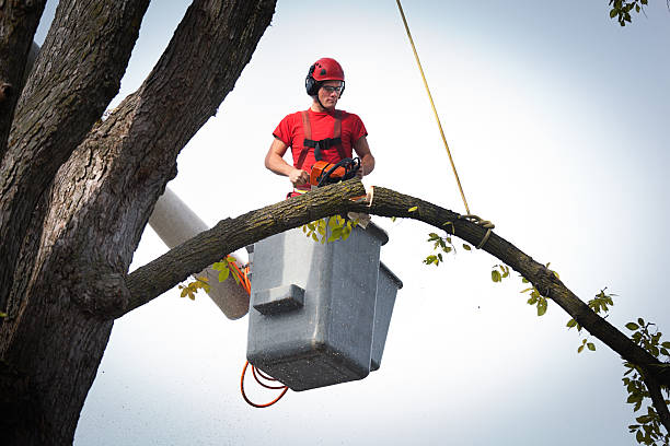Best Tree Health Inspection  in Menard, TX